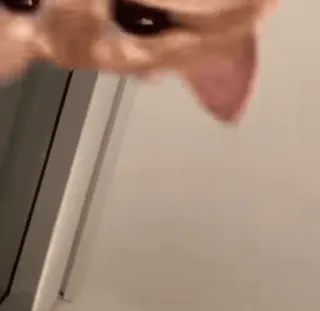 😺 고양이, 동물, 애완동물, 집고양이, 고양이과 whatsapp sticker