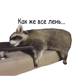 😑 Как же все лень... guaxinim, preguiçoso, sonolento, animal, fofo, bicho-preguiça telegram sticker