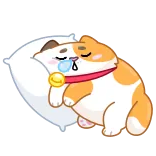 😴 kat, slapen, kussen, schattig, huisdier telegram sticker