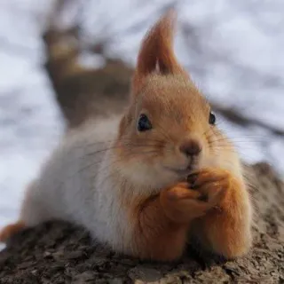 🐿 squirrel, animal, cute, nature telegram sticker