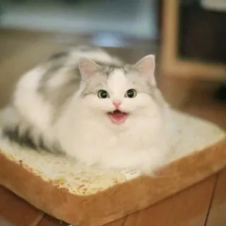😩 gatto, pane, carino, animale, animale domestico, divertente whatsapp sticker