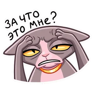 ❓ ЗА ЧТО ЭТО МНЕ? kot, smutny, pytanie, sfrustrowany, kreskówka whatsapp sticker