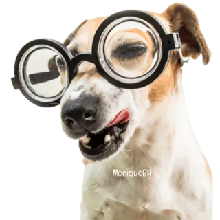 😀 MoniqueBH pies, okulary, śmieszne, zwierzę domowe, zwierzę, słodkie whatsapp sticker