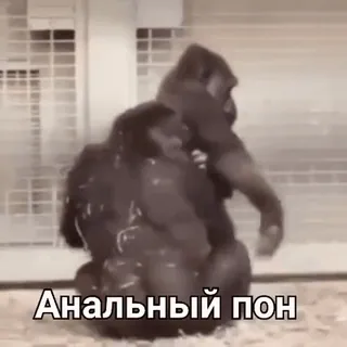 🌟 Анальный Пон Gorila, Animal, Ofensivo whatsapp sticker