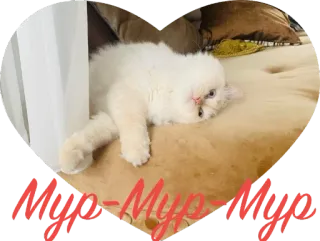 ❤ Myo-Myo-Myo кот, милый, питомец, стикер, животные, белый кот whatsapp sticker