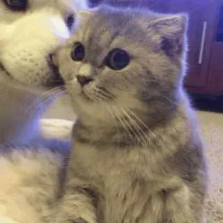 🐱 猫, 小猫, 可爱, 宠物, 动物, 家养 telegram sticker