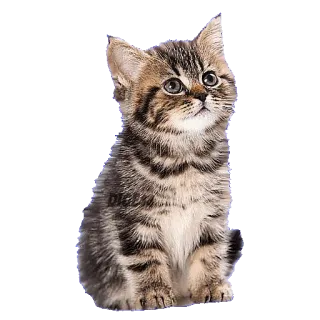 🙄 chaton, chat, animal, animal de compagnie, mignon, animal domestique whatsapp sticker