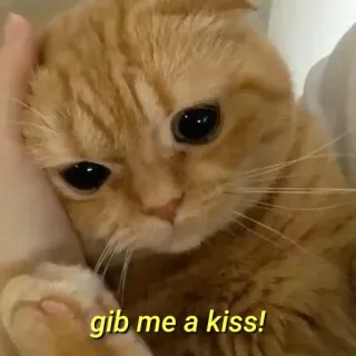 💛 gib me a kiss! gato, fofo, beijo, animal de estimação, animal, meme telegram sticker