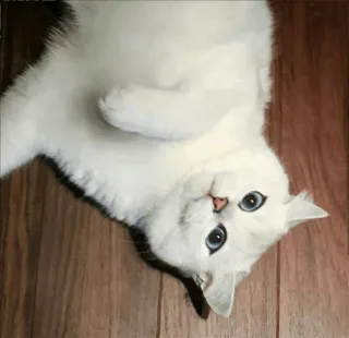 🌝 gato, gato branco, olhos azuis, fofo, gatinho, animal de estimação, animal whatsapp sticker