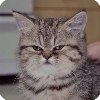 🤨 gatto, felino, animale domestico, animale, carino, gattino, gatto domestico telegram sticker