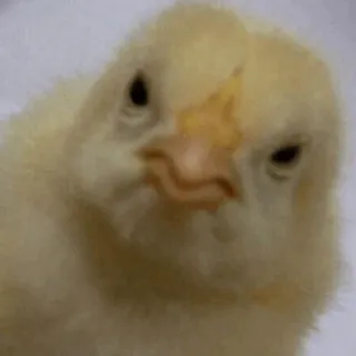 🧈 poussin, animal, oiseau, jaune, mignon, duveteux telegram sticker