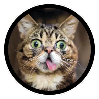 😱 gato, animal, língua, engraçado, meme, adesivo telegram sticker
