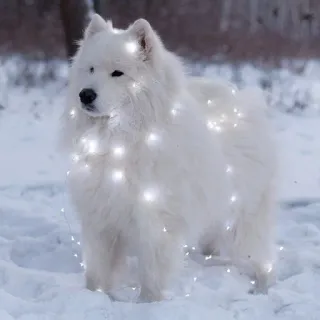 ❤️ Samojede, Hund, weißer Hund, Winter, Schnee, Lichter, süß, flauschig telegram sticker