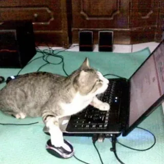 👩‍💻 gatto, portatile, computer, animale, tastiera, mouse, animale domestico telegram sticker