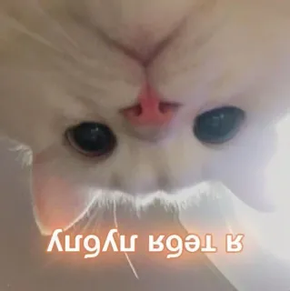 🧡 Я тебя любу แมว, น่ารัก, ความรัก, สัตว์ whatsapp sticker
