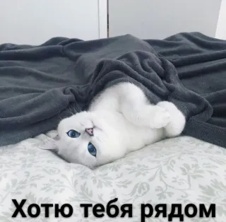 😍 Хочу тебя рядом mèo, Nga, giường, dễ thương, động vật telegram sticker
