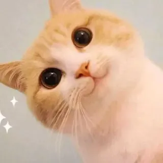 😊 gatto, carino, animale, animale domestico, domestico telegram sticker