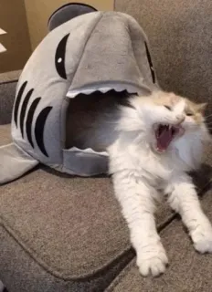 🍥 gato, tubarão, animal, animal de estimação, boca, fofo, engraçado telegram sticker