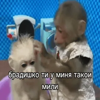 🐵 брадишко ти у миня такои мили mono, animal, lindo, gracioso, ruso, meme whatsapp sticker