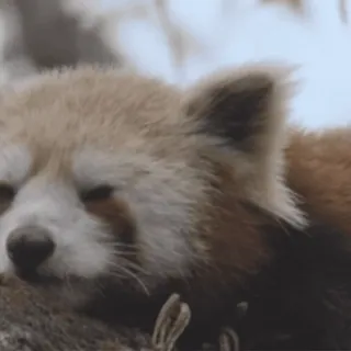 🥱 panda rosso, animale, carino, dormire telegram sticker