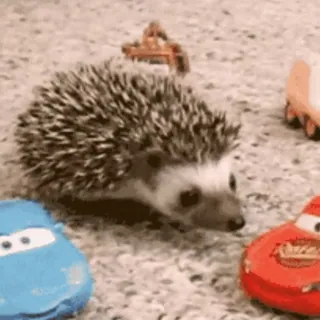 🦔 @this_is_sticker_party telegram stickers