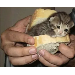 😭 anak kucing, kucing, sandwich, imut, hewan, hewan peliharaan telegram sticker