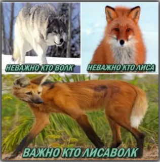 🤟 НЕВАЖНО КТО ВОЛК
НЕВАЖНО КТО ЛИСА
ВАЖНО КТО ЛИСАВОЛК Wolf, Fuchs, Hybrid, Tier telegram sticker