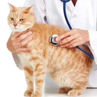 😺 cat, veterinarian, stethoscope, pet, animal, doctor, healthcare telegram sticker