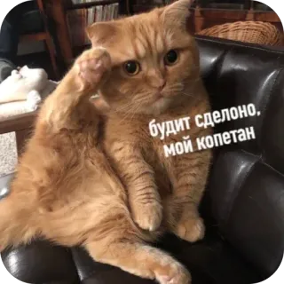 🫥 будит сделоно, мой копетан cat, ginger cat, salute, funny, meme, internet culture, cute telegram sticker
