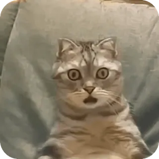 😦 cat telegram sticker