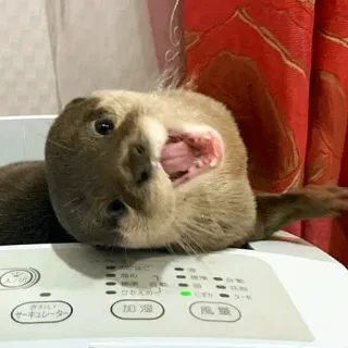😅 loutre, animal, mignon, mammifère, faune sauvage, animal de compagnie telegram sticker