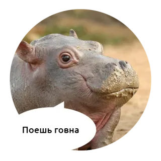 🖕 Поешь говна hipopotam, zwierzę, obraźliwy, obelga telegram sticker