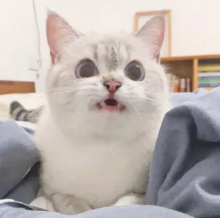🥺 gato, fofo, animal, engraçado, gatinho, animal de estimação telegram sticker