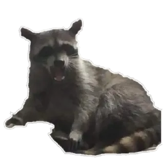 😦 Waschbär, Tier, Wildtier, Säugetier telegram sticker