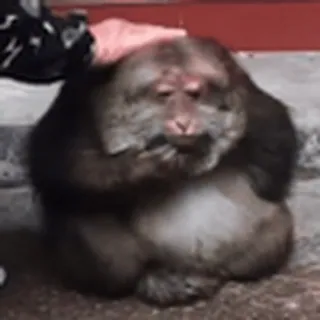🐵