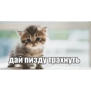 😟 дай пизду трахнуть kätzchen, katze, beleidigend, russisch, tier, meme telegram sticker