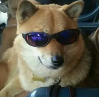 😎 hond, zonnebril, shiba inu, dier, huisdier, cool telegram sticker