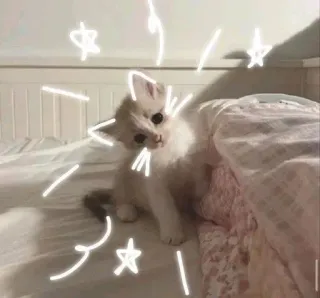 🌟 Kätzchen, Katze, Haustier, Tier, süß, Haustier, weißes Kätzchen, Sterne telegram sticker