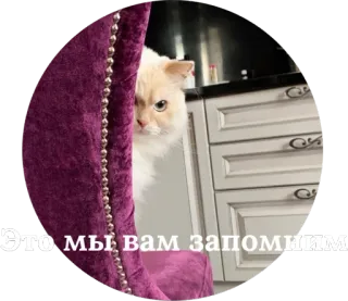 😒 Это мы вам запомним кот, животное, питомец, милый, мем whatsapp sticker