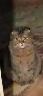 😓 gato, animal, animal de estimação, gato doméstico, felino, mamífero telegram sticker