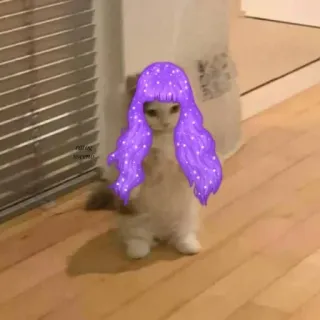 🍋 gatto, parrucca viola, animale domestico, animale, carino, animale domestico whatsapp sticker