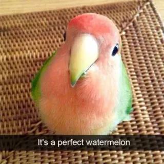 🍉 It's a perfect watermelon oiseau, inséparable, pastèque, mignon, animal de compagnie, animal, perroquet telegram sticker