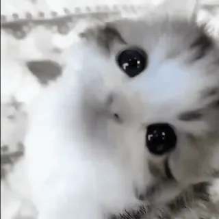 🥺 kot, słodki, kociak, zwierzę domowe, zwierzę, uroczy telegram sticker