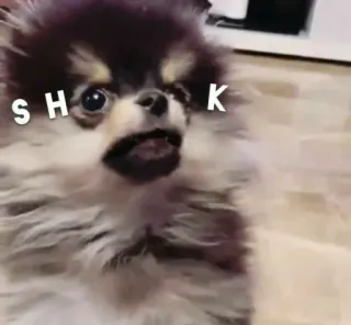 😳 SH K cane, cucciolo, animale, carino, animale domestico, scioccato, volpino di Pomerania telegram sticker