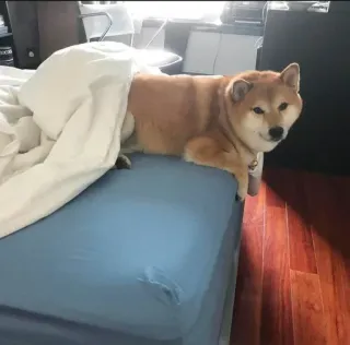 ❤️ dog, shiba inu, pet, animal, bed, cute telegram sticker