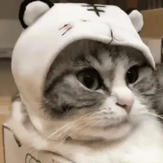 🧶 gato, gatito, animal, mascota, lindo, sombrero de tigre, animal doméstico whatsapp sticker