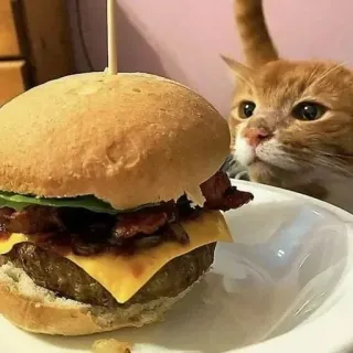 🌟 cat, burger, food, animal, cute telegram sticker