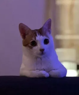 😐 gato, animal de estimação, animal, gato doméstico, fofo, felino telegram sticker
