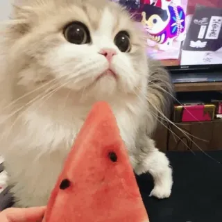 🐱 猫, 西瓜, 宠物, 食物, 动物, 可爱, 家猫 telegram sticker