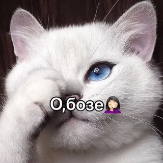 🤦‍♀️ О, бозе 猫, ミーム, 面白い, 可愛い, ロシア telegram sticker